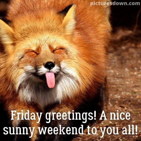 Good morning friday funny image fox free download