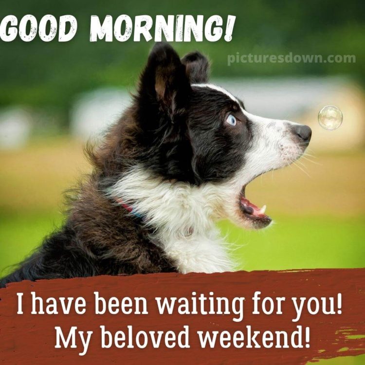 Good morning friday funny image dog free download