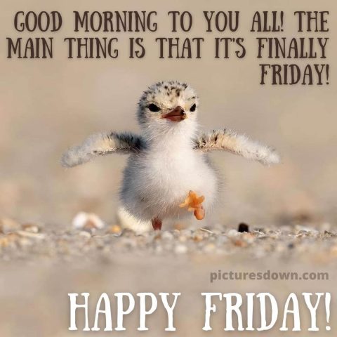 Good morning friday image chicken free download