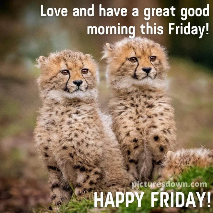 Good morning friday image two cheetahs free download