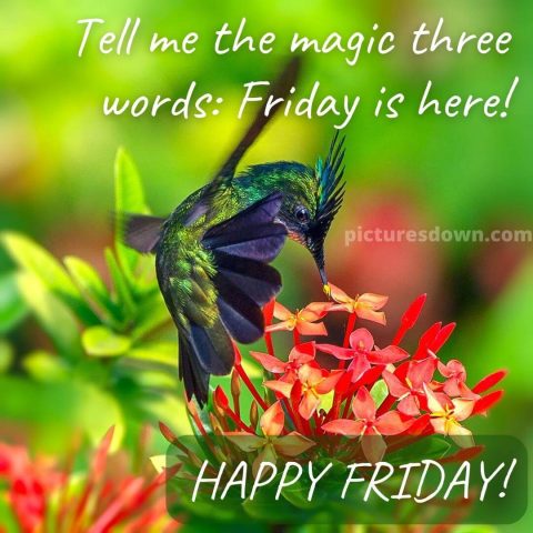 Good morning friday image hummingbird free download