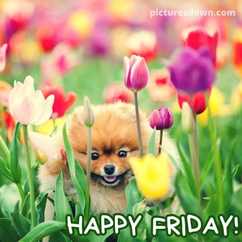 Good morning friday image dog in flowers free download