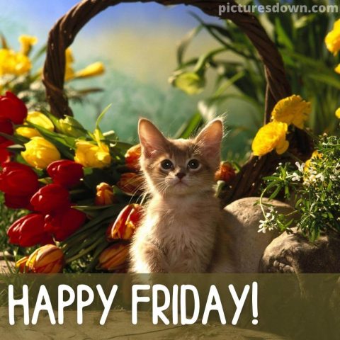 Good morning friday image beautiful cat free download