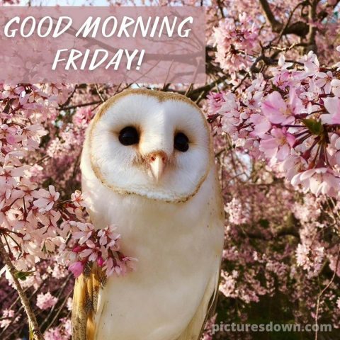 Good morning friday image owl free download