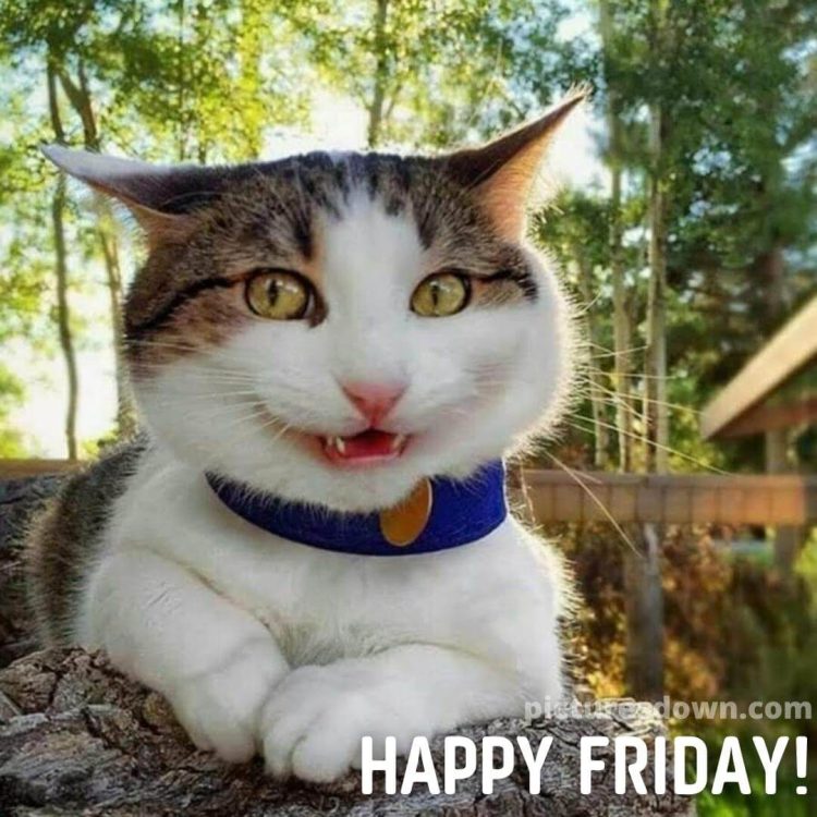Good morning friday image happy cat free download