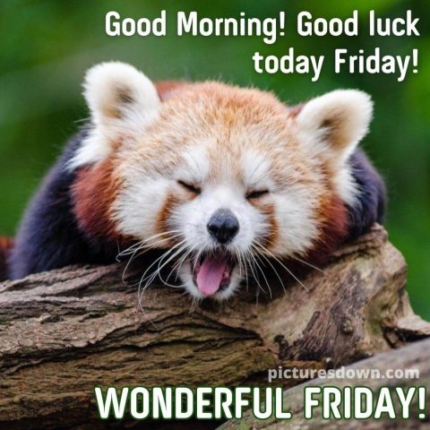 Good morning friday image little panda free download