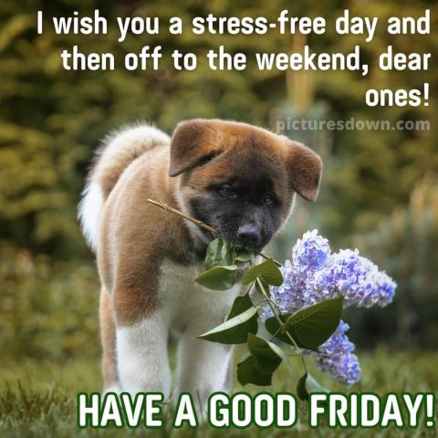 Good morning friday image dog and lilac free download