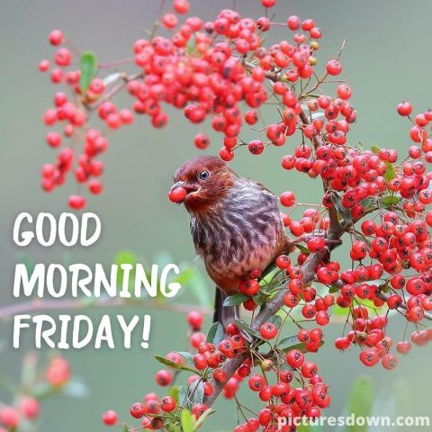 Good morning friday image bird on a branch free download