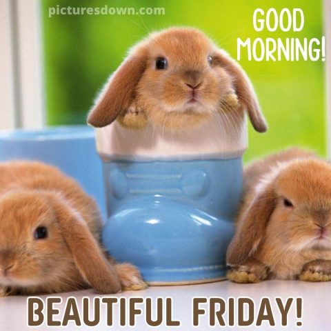 Good morning friday image rabbits free download