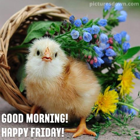 Good morning friday image chicken in a goat free download