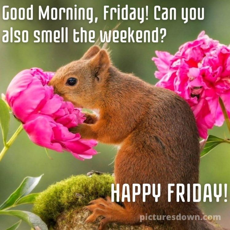 Good morning friday image squirrel smells a flower free download