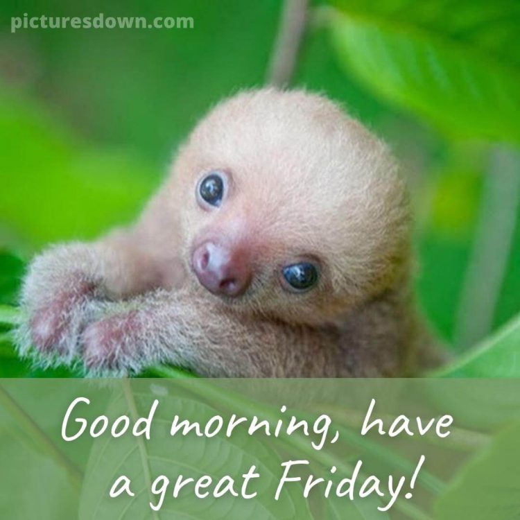 Good morning friday image sloth free download