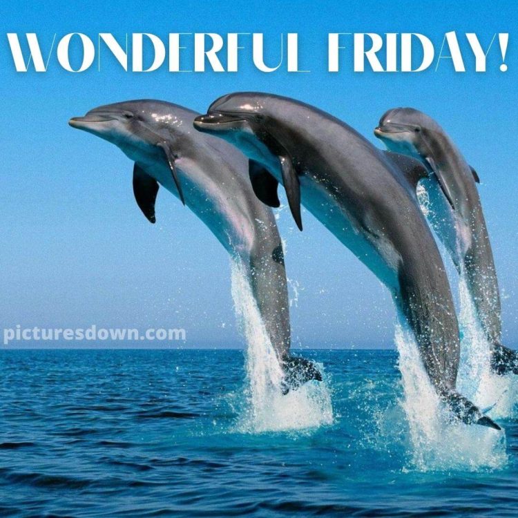 Good morning friday image dolphins free download