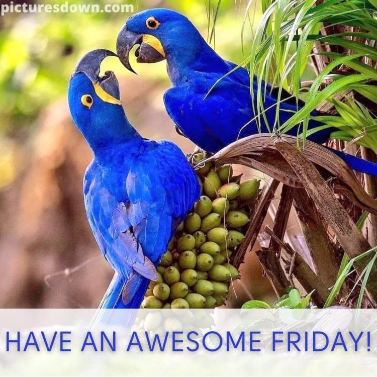 Good morning friday image parrots free download