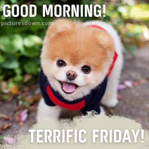 Good morning friday image cute dog free download