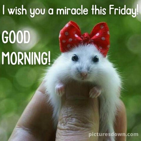 Good morning friday image mouse with a bow free download
