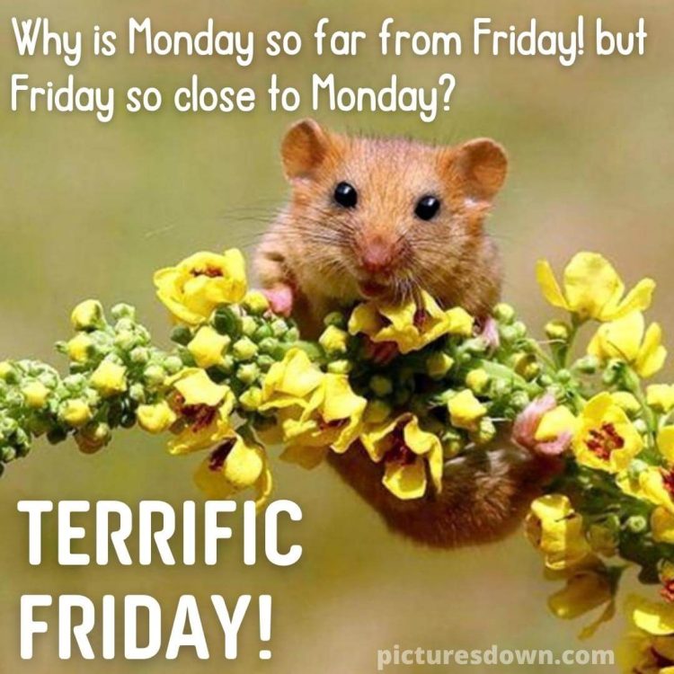 Good morning friday image mouse free download