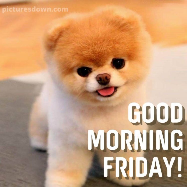 Good morning friday image doggy free download