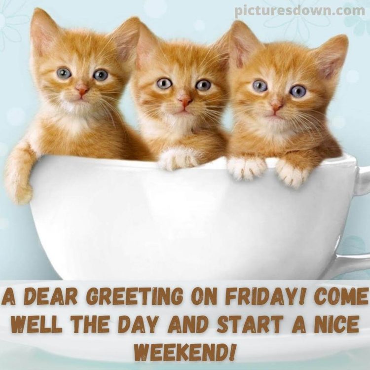 Good morning friday image three cats free download
