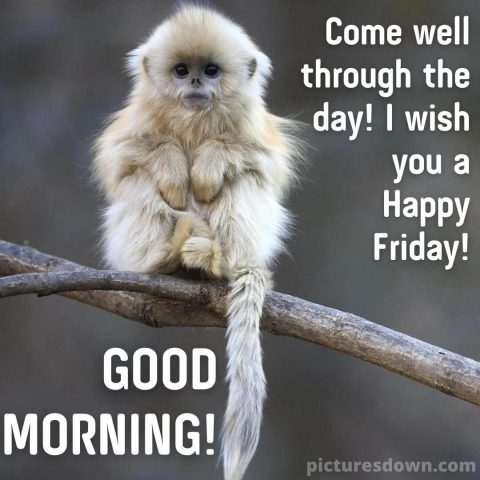 Good morning friday image little monkey free download