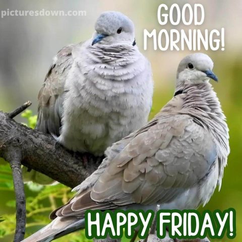 Good morning friday image pigeons free download