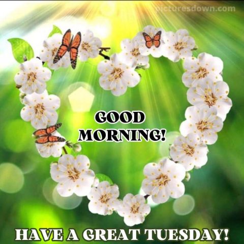 Good morning tuesday love picture butterflies free download