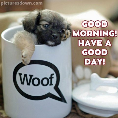 Saturday coffee image dog in a cup free download