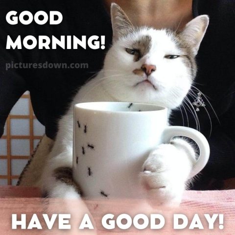 Saturday coffee image serious cat free download
