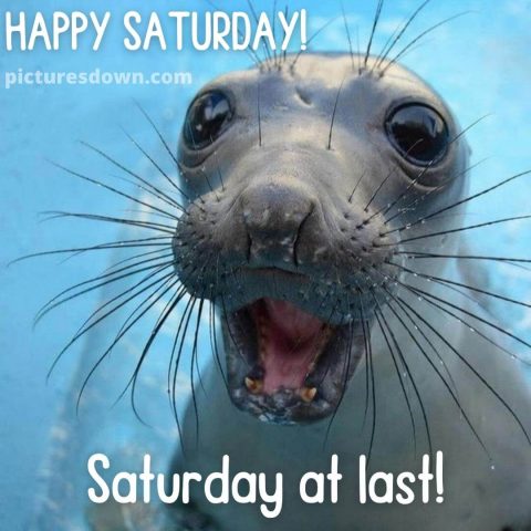 Good morning saturday funny picture sea Elephant free download