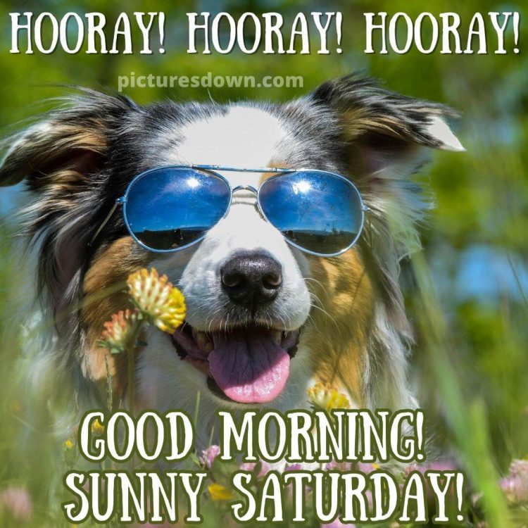 Good morning saturday funny picture dog with glasses free download