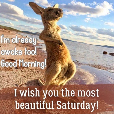 Good morning saturday funny picture kangaroo free download