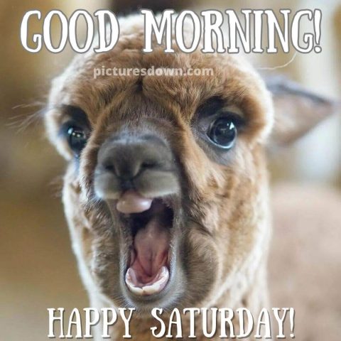 Good morning saturday funny picture lama free download