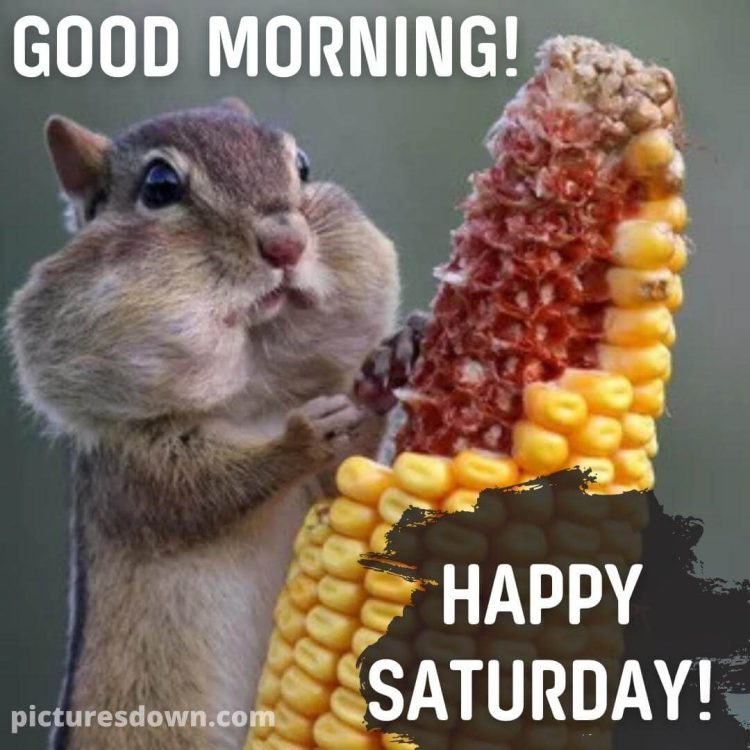 Good morning saturday funny picture hamster free download