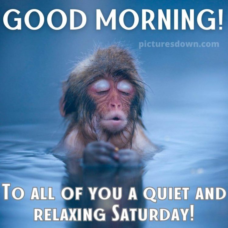 Saturday funny image wet monkey free download