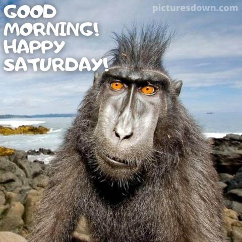 Good morning saturday funny image monkey free download