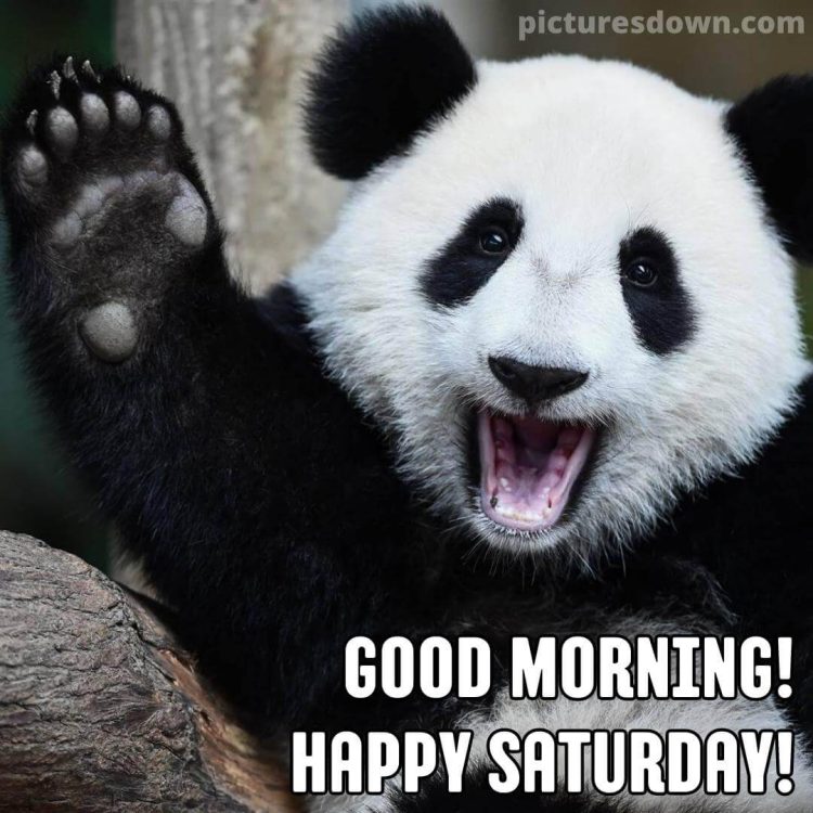 Saturday funny image panda free download