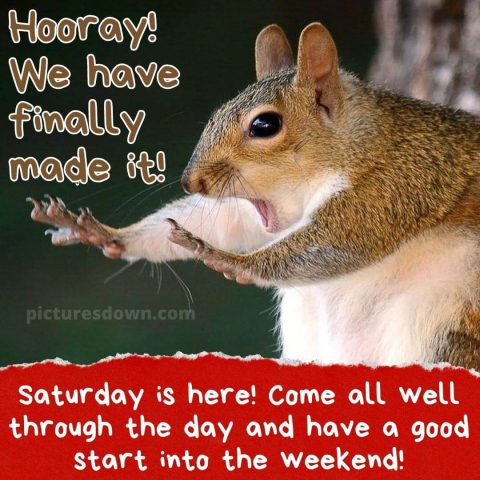 Saturday funny image squirrel free download