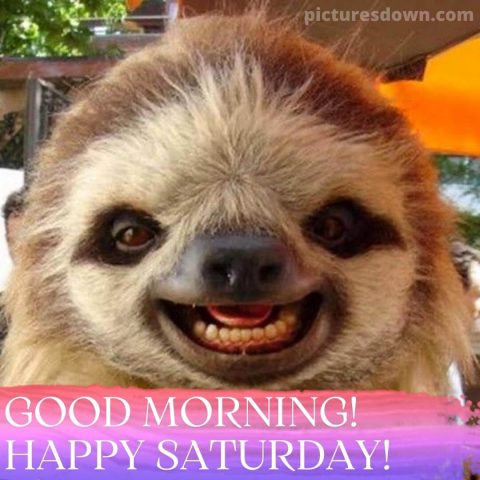 Saturday funny image sloth free download