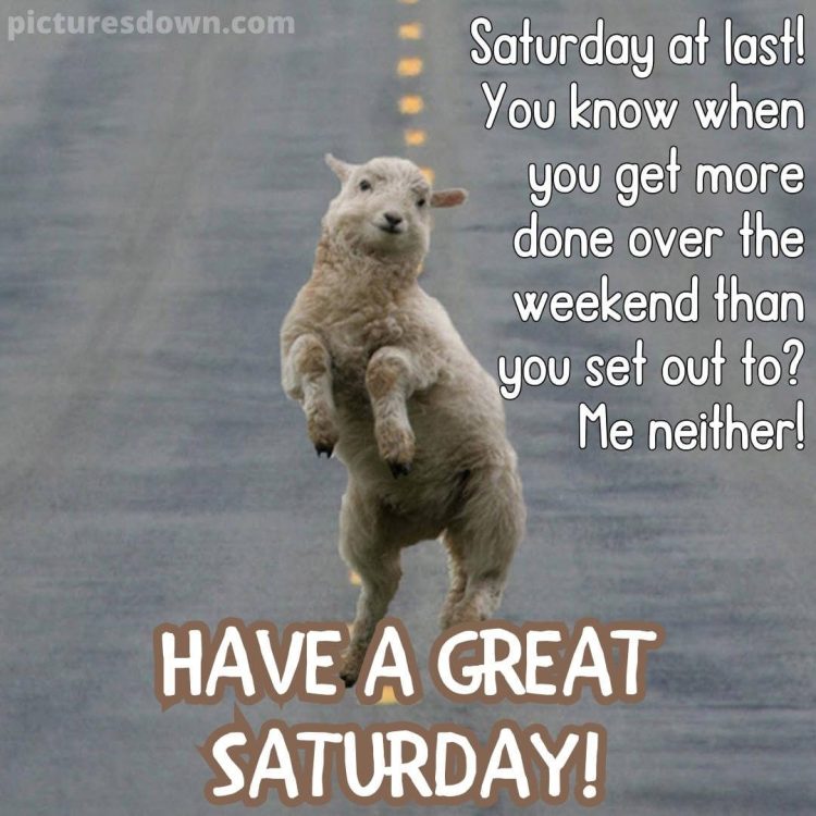 Have a great saturday funny image sheep free download