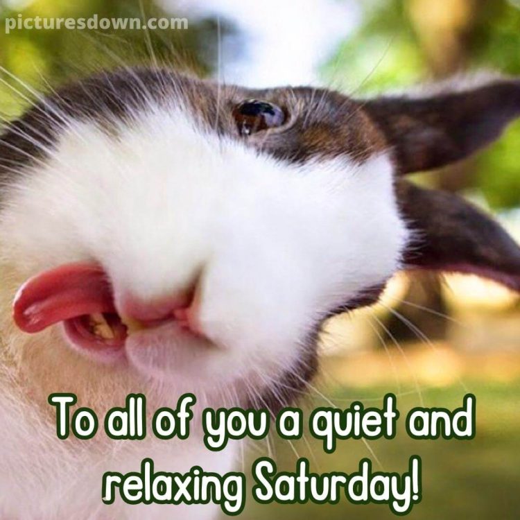 Have a great saturday funny image rabbit free download