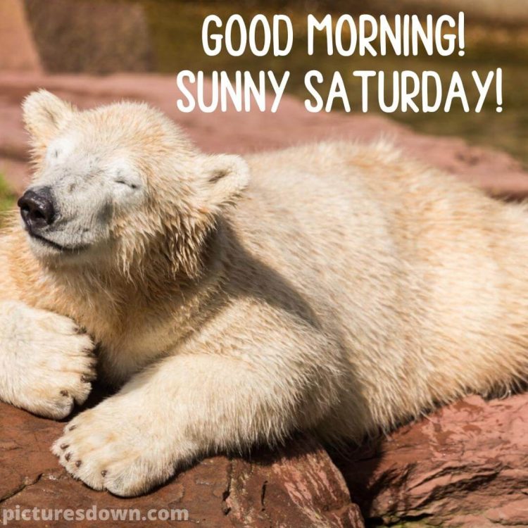 Have a great saturday funny image polar bear free download