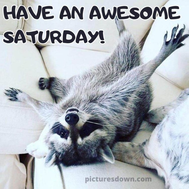 Have a great saturday funny image raccoon free download