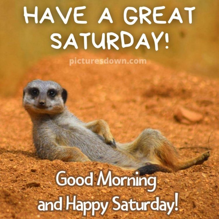 Good morning saturday funny picture meerkat free download