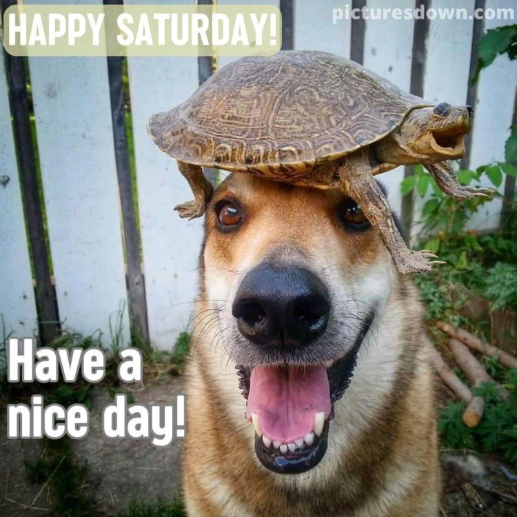 Have a great saturday funny image dog and turtle free download