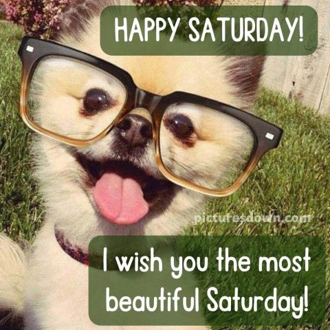 Have a great saturday funny image dog with glasses free download
