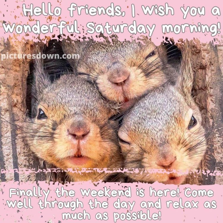 Have a great saturday funny image three squirrels free download