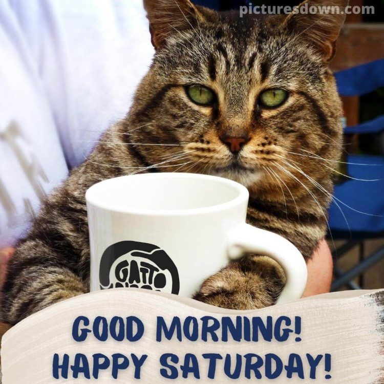 Have a great saturday funny image cat free download