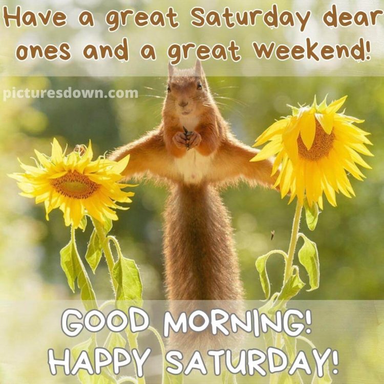 Have a great saturday funny image sunflower squirrel free download
