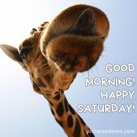 Good morning saturday funny image giraffe free download