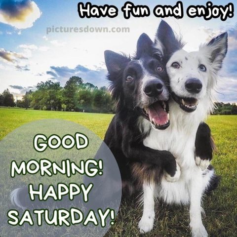 Good morning saturday funny image two dogs free download